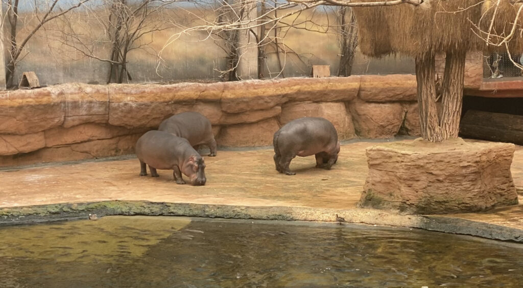 wroclaw zoo afrikanium