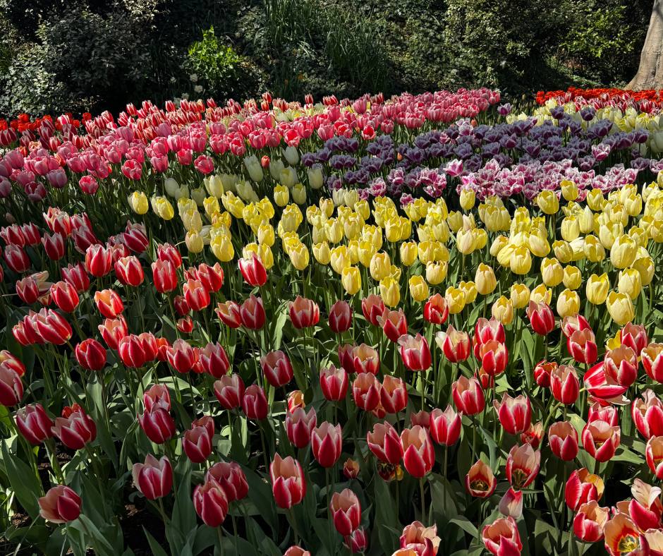 keukenhof prakticke informace