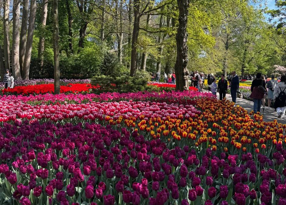 Rozkvetlý Keukenhof – praktické info před návštěvou
