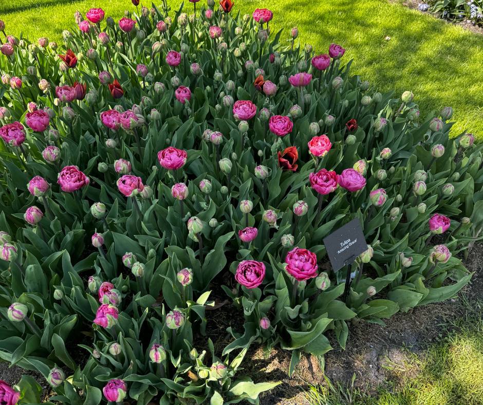 keukenhof prakticke informace